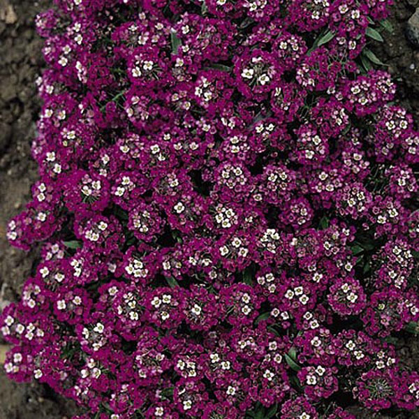 Alyssum Rosie O'Day - 550 Seeds