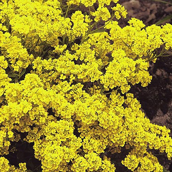 Alyssum Saxatile Golden Queen - 350 Seeds