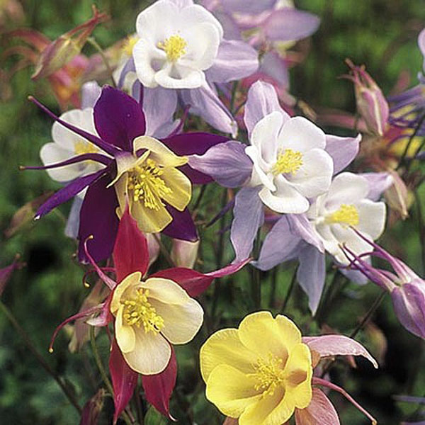 Aquilegia Pretty Bonnet Mix - 190 Seeds
