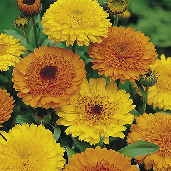Calendula Princess Mix - 195 seeds