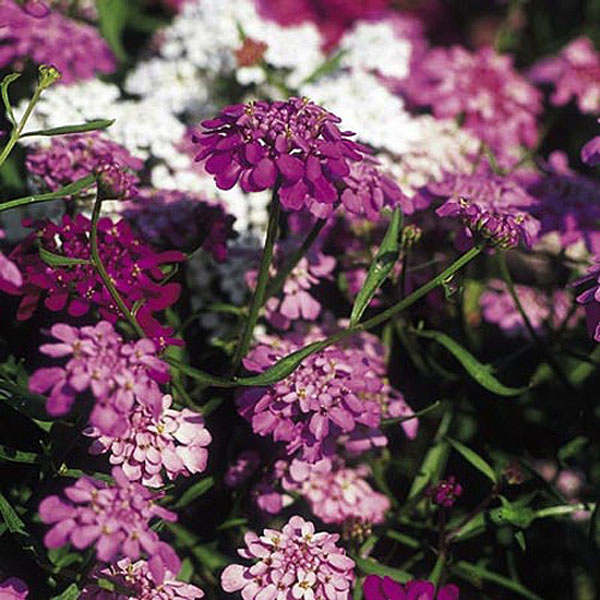 Candytuft Fairy Mix - 500 Seeds