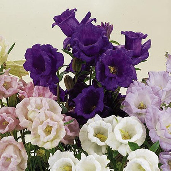 Canterbury Bell Cup & Saucer Mix - 650 Seeds