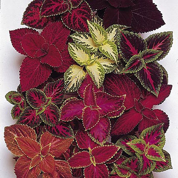 Coleus Rainbow Mix - 100 Seeds