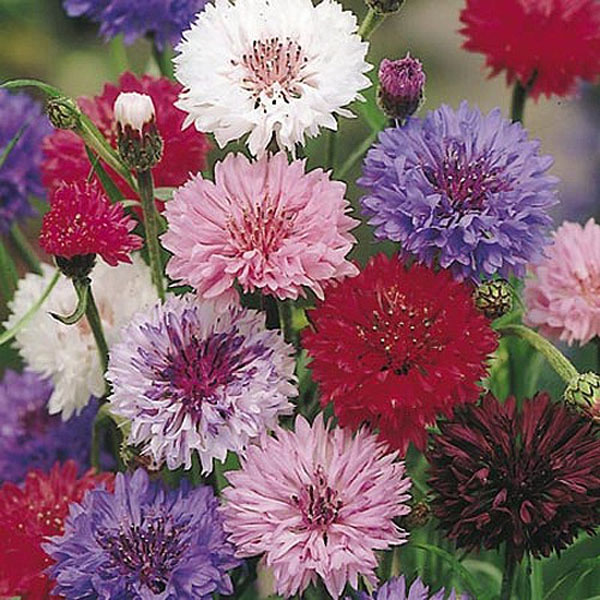 Cornflower Polka Dot Mix - 350 Seeds