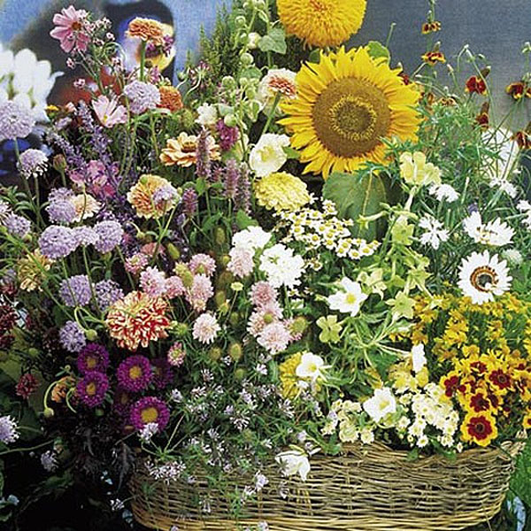 Cottage Garden Mixture - 1100 Seeds