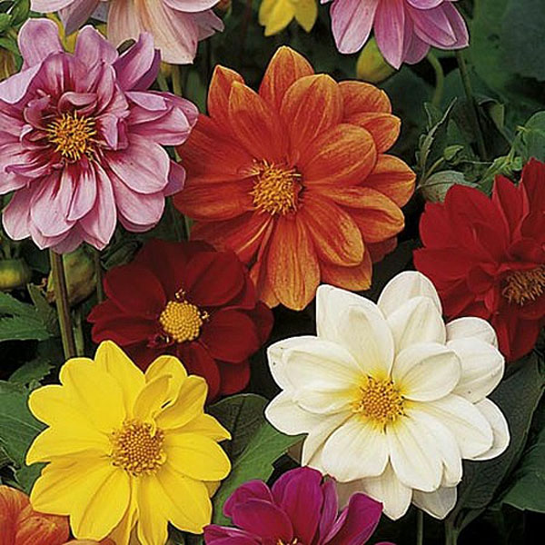 Dahlia Disco Dancer Mix - 45 Seeds