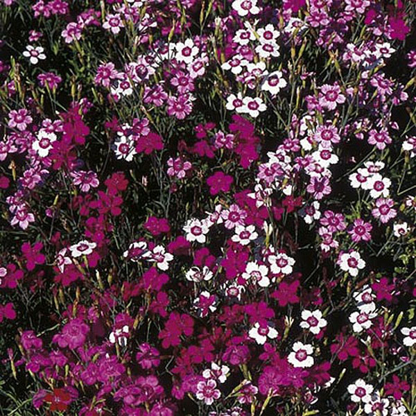 Dianthus Twinkletoes Mix - 200 Seeds