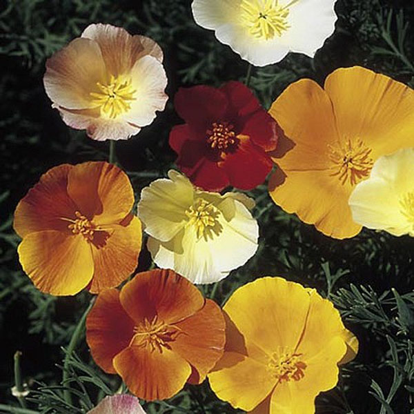 Californian Poppy Vivid Mix - 500 Seeds