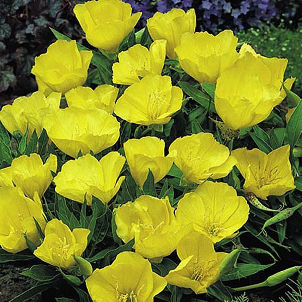 Evening Primrose Yellow Queen - 30 Seeds