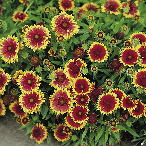 Gaillardia Goblin - 130 Seeds