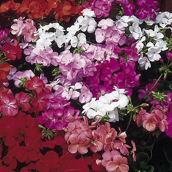 Geranium Capri - 20 Seeds