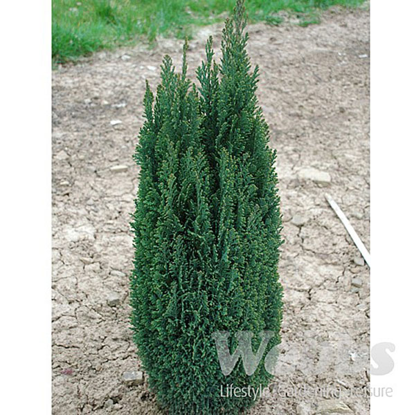 Chamaecyparis lawsoniana Ellwoods Pillar - 3ltr pot
