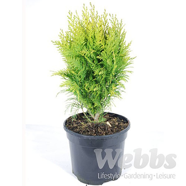 Chamaecyparis lawsoniana Stardust - 3ltr pot