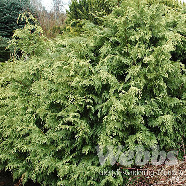 Chamaecyparis lawsoniana Summer Snow - 3ltr pot