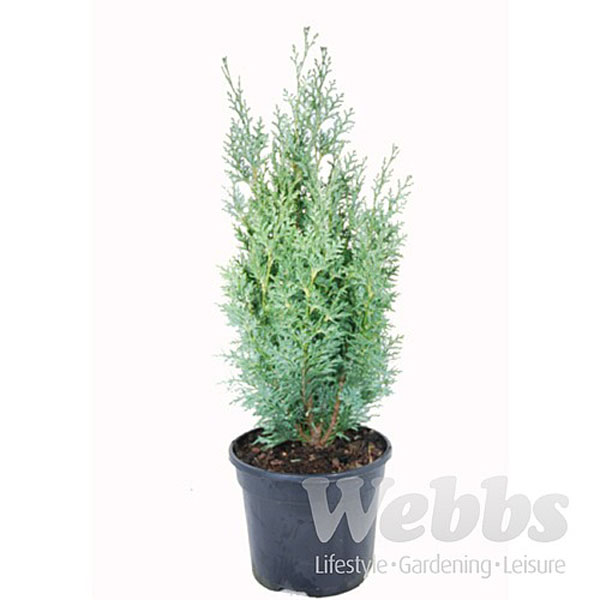 Chamaecyparis lawsoniana White Spot - 3ltr pot