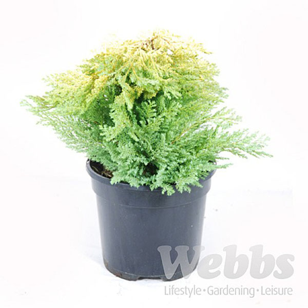 Chamaecyparis lawsoniana Yellow Transparent - 3ltr pot