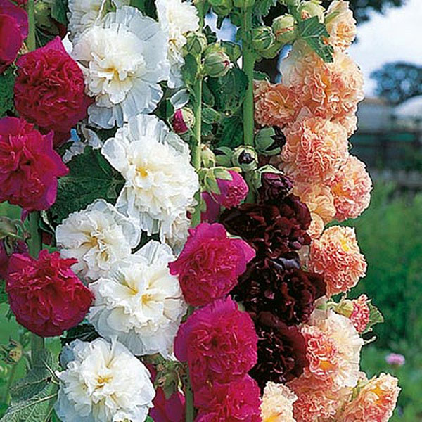 Hollyhock Chater's Mixed - 45 Seeds