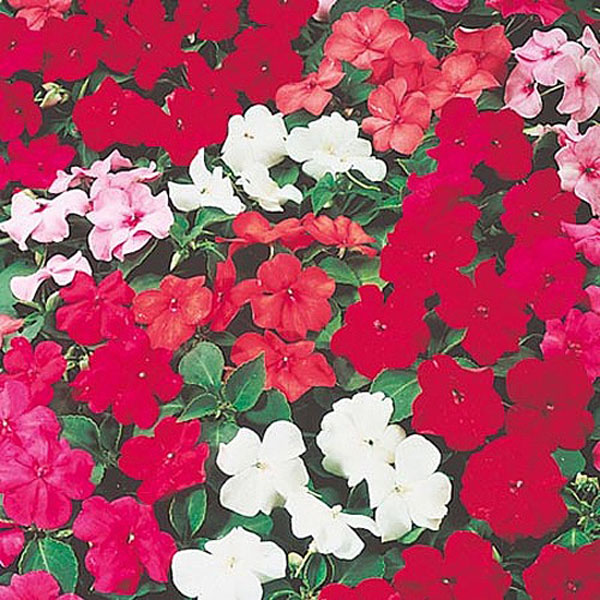 Busy Lizzie Glowing Embers Mix - 60 Seeds