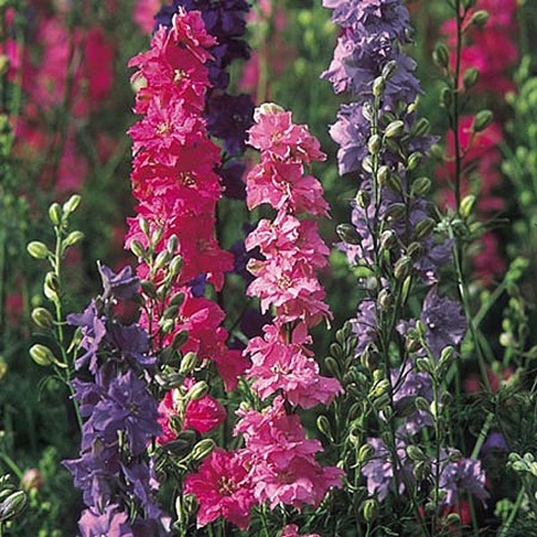 Larkspur Stock Flowered Mix - 450 Seeds