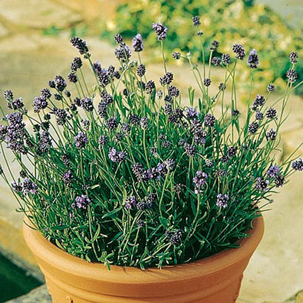 Lavender* Lavender Lady - 50 Seeds