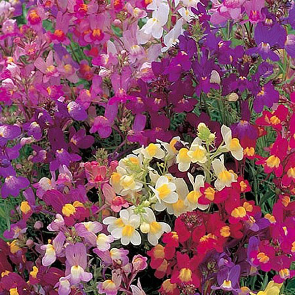 Linaria Fairy Bouquet - 6300 Seeds