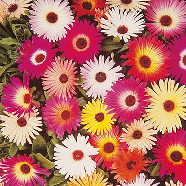 Livingstone Daisy Sparkles Mix - 1300 Seeds