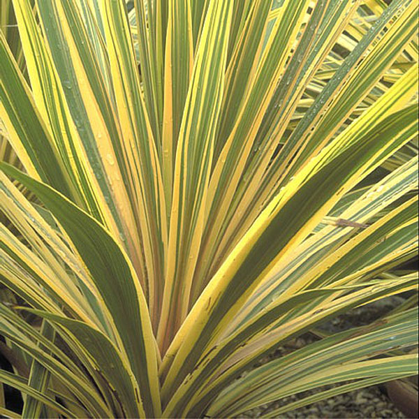 Cordyline Torbay Dazzler 3 litre pot