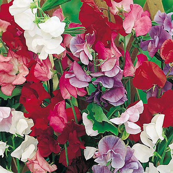 Sweet Pea Jet Set Mix - 25 Seeds