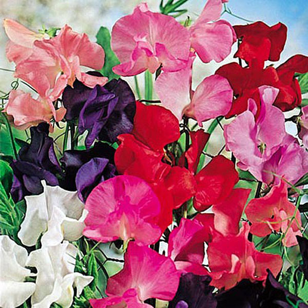 Sweet Pea Early Fragrance Mix - 25 Seeds