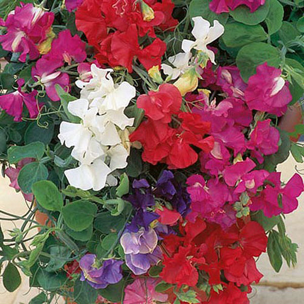 Sweet Pea Patio Mix - 25 Seeds