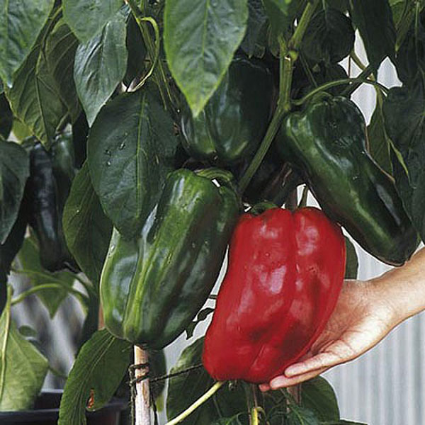 Capsicum (Sweet Pepper) Jumbo F1 - 6 Seeds