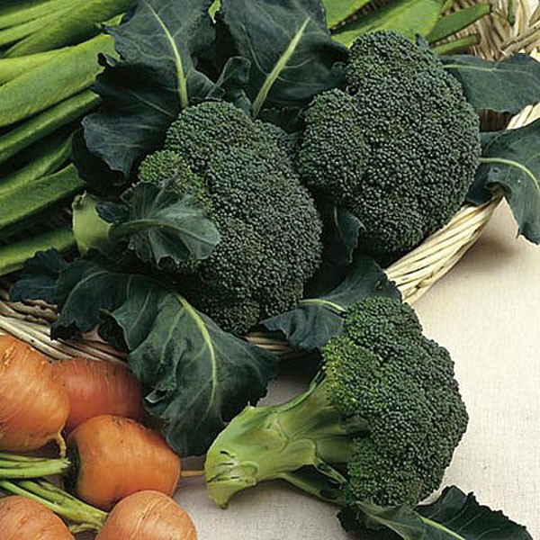 Broccoli Sprouting (Calabrese) Autumn Spear - 250 Seeds
