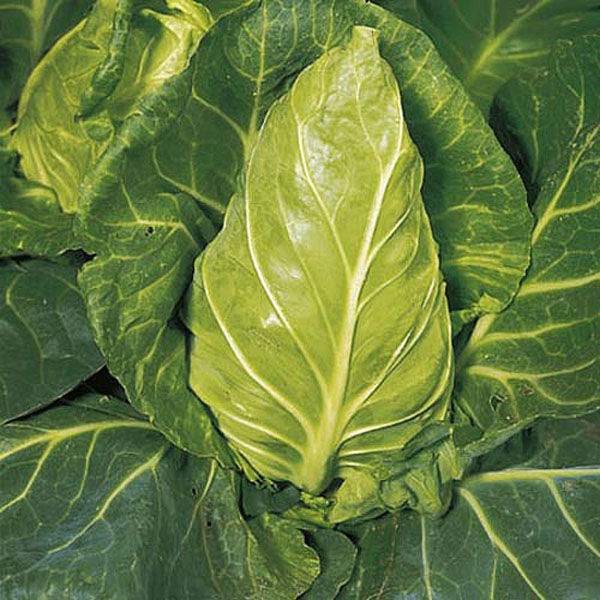 Cabbage Greyhound - 350 Seeds