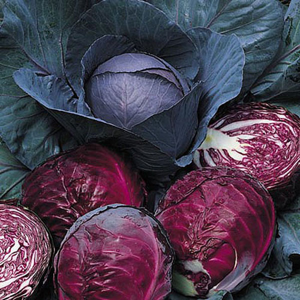 Cabbage Red Drumhead - 300 seeds