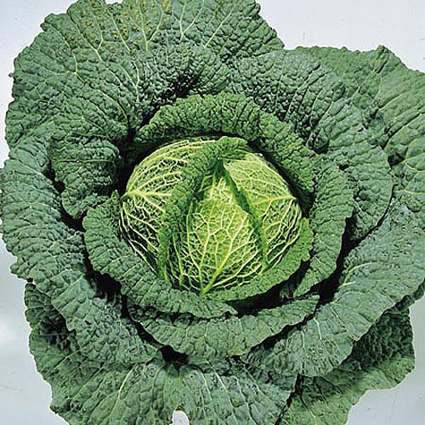 Cabbage Savoy Ormskirk Rearguard - 400 Seeds