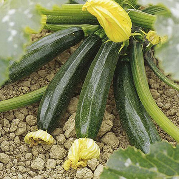 Courgette El Greco F1 - 10 Seeds