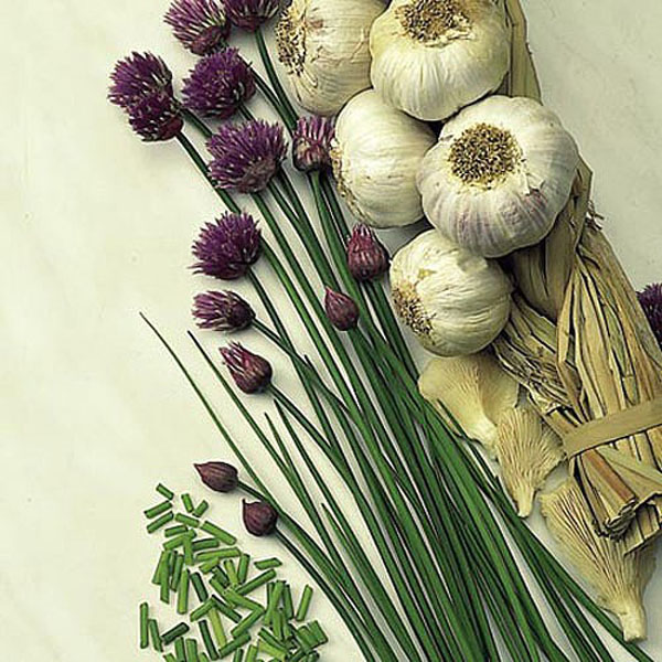 Herbs Chives - 700 Seeds