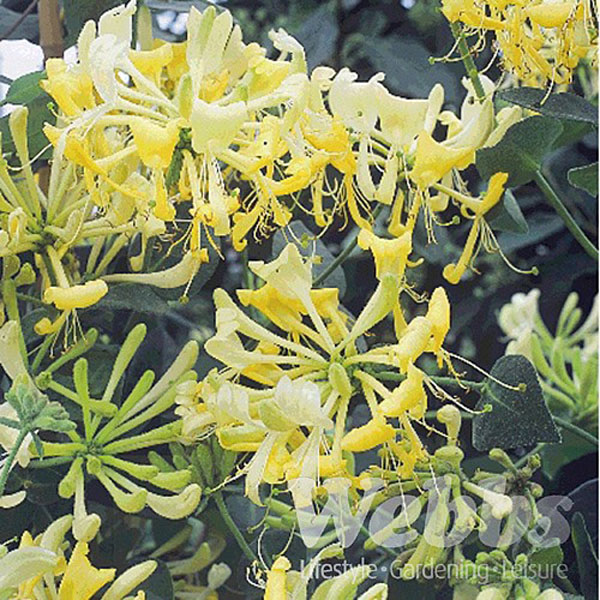 Lonicera japonica Scentsation (Honeysuckle) - 3ltr pot