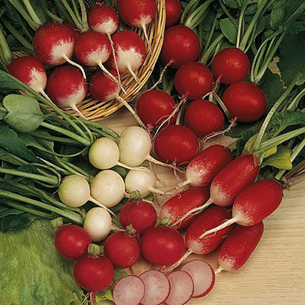 Radish Mixed - 450 Seeds
