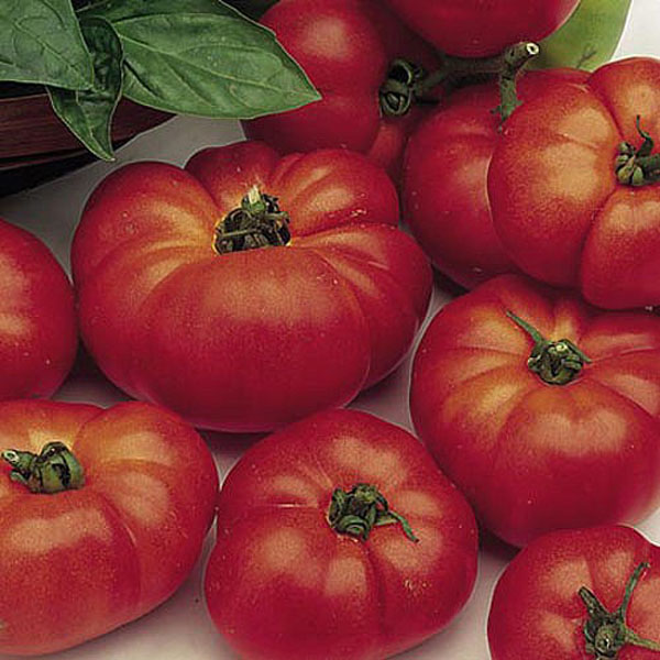 Tomato Marmande - 120 Seeds