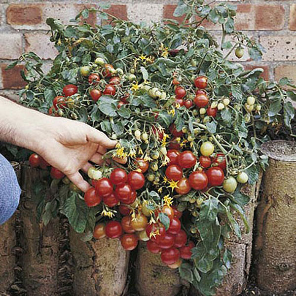 Hanging Basket Tomato F1 Tumbler - 7 Seeds