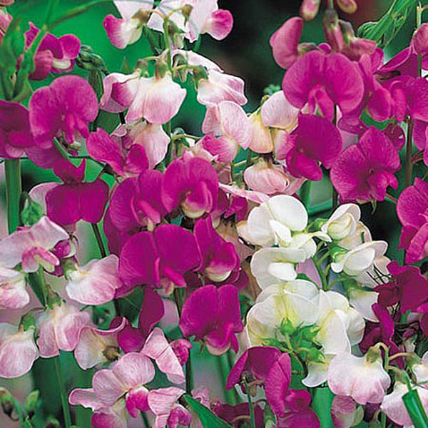 Sweet Pea Everlasting - 22 Seeds