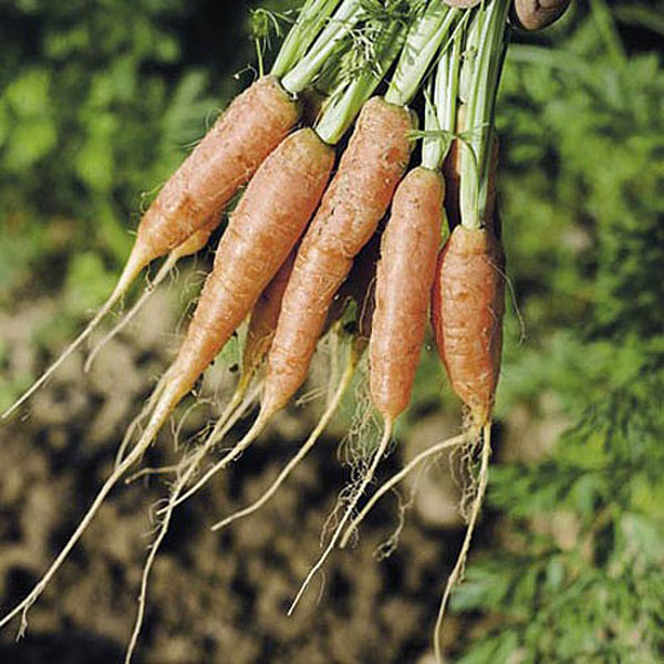 Speedy Veg Carrot Ideal - Baby Type - 1800 Seeds