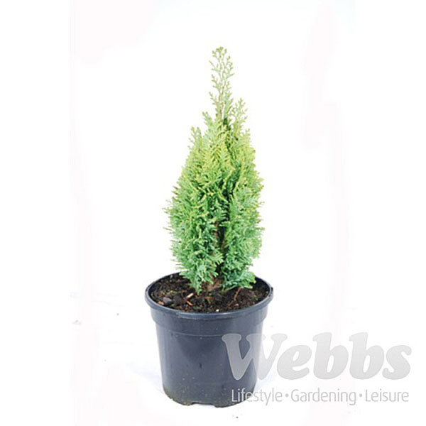 Chamaecyparis lawsoniana Burford Gold - 3ltr pot