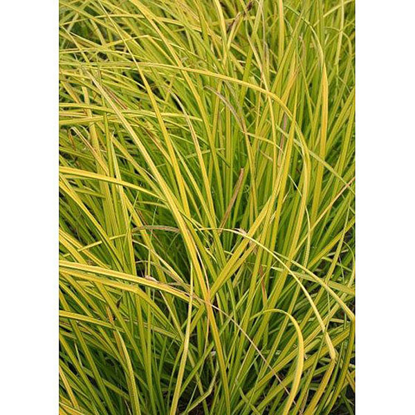 Carex elata 'Aurea' - 2ltr pot