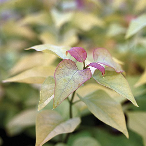 Syringa vulgaris Aurea - 3ltr pot
