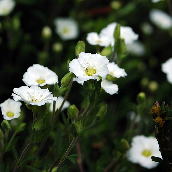 Arenaria montana - 1ltr pot