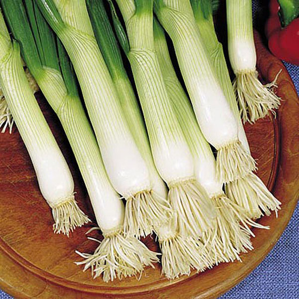 Salad Onion Shimonita - 180 Seeds