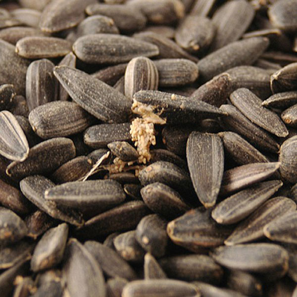 Black Sunflower Seed - 3L