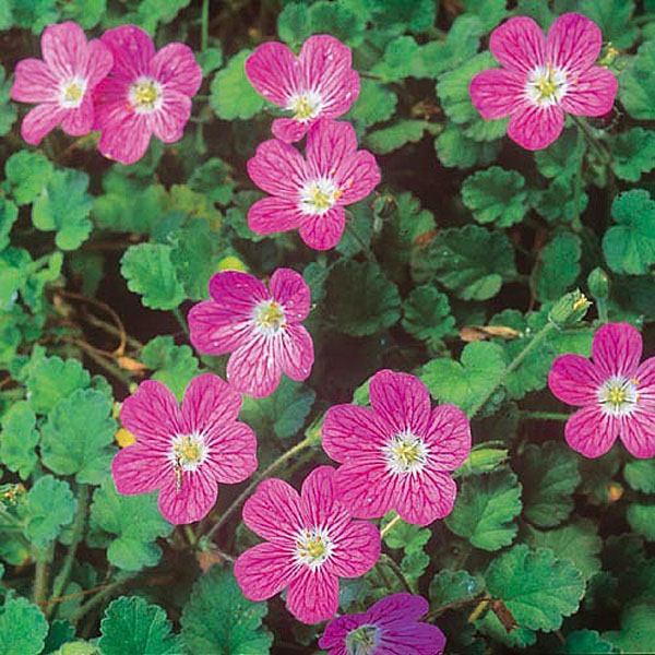 Erodium Bishops Form - 1ltr pot